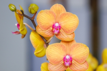 6m Orchid Variety Thumbnail.jpg